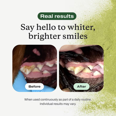 Transform Your Pet's Smile, Enrich Their Life